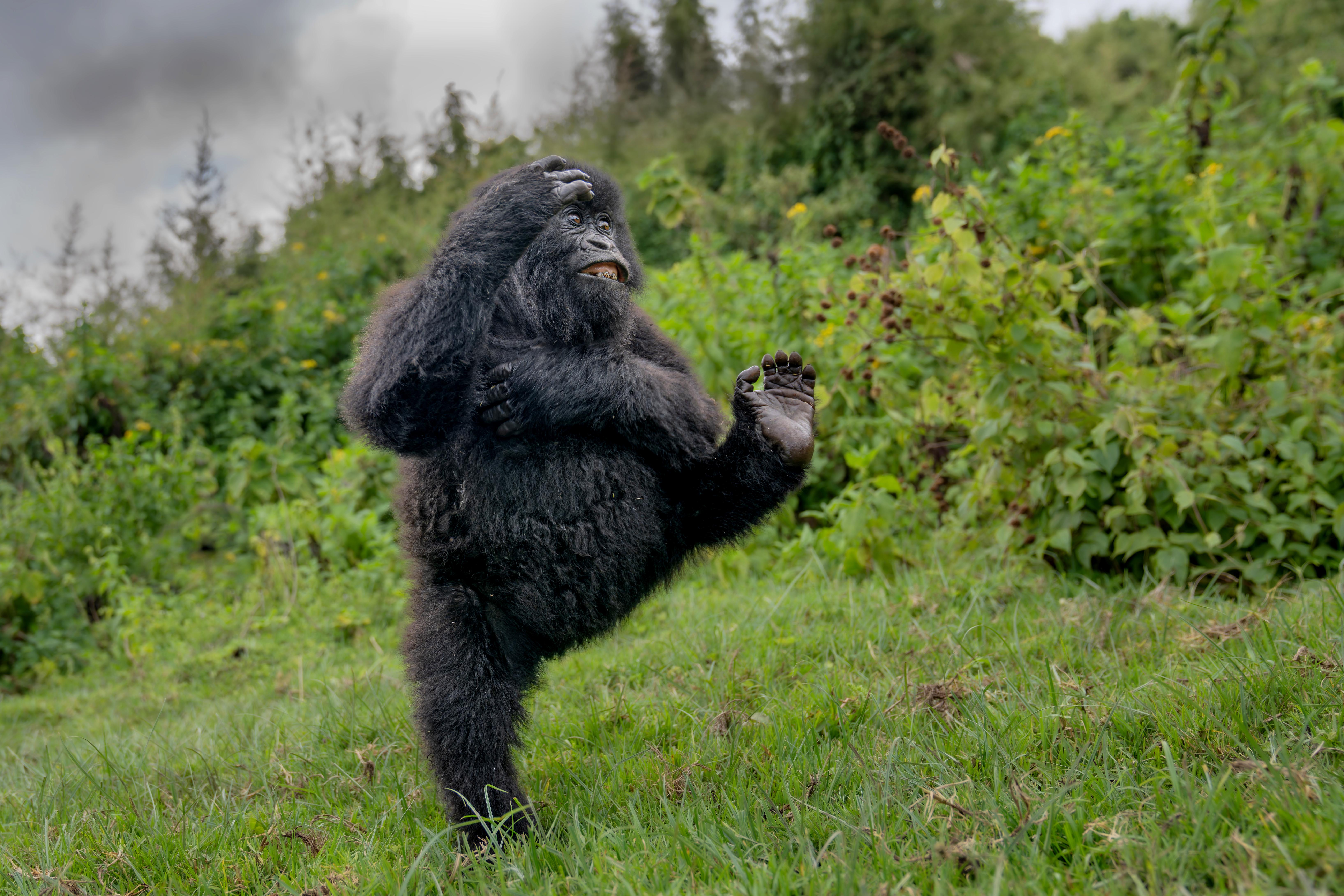 A young gorilla stands on one leg with their other limbs raised as if practising a martial art.